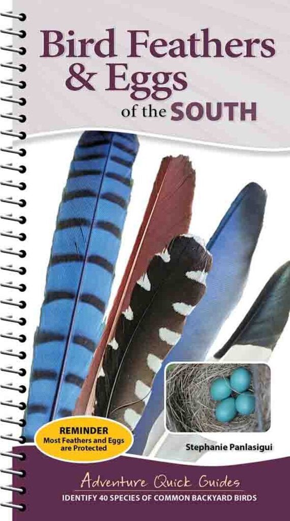 Bird Feathers & Eggs of the South (Spiral)