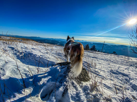 February Photo Contest Winner: Winter Flora, Fauna, Funga